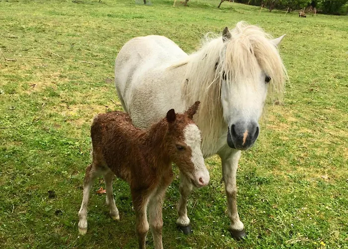 Le Logis De La Grange Aux De L'etang Des Noues, Aparthotel